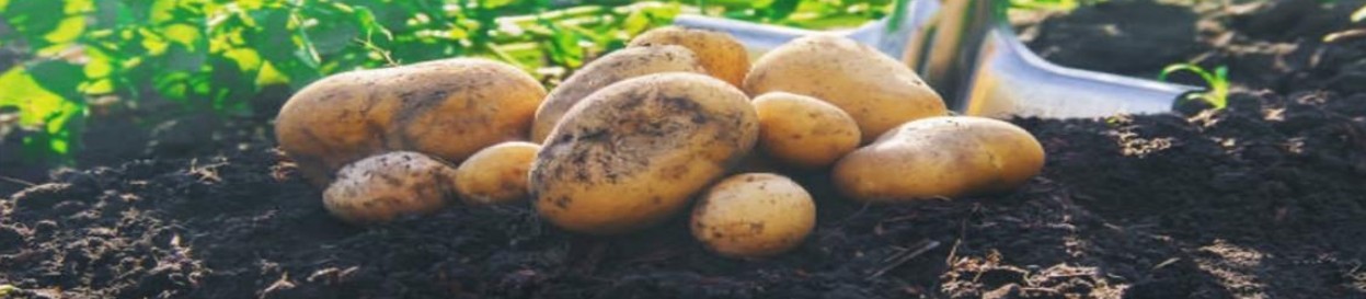 Potato ec fact sheet main image .jpg